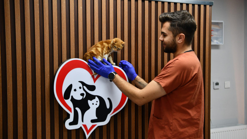 Balıkesir’de can dostlar Büyükşehir eliyle güvende